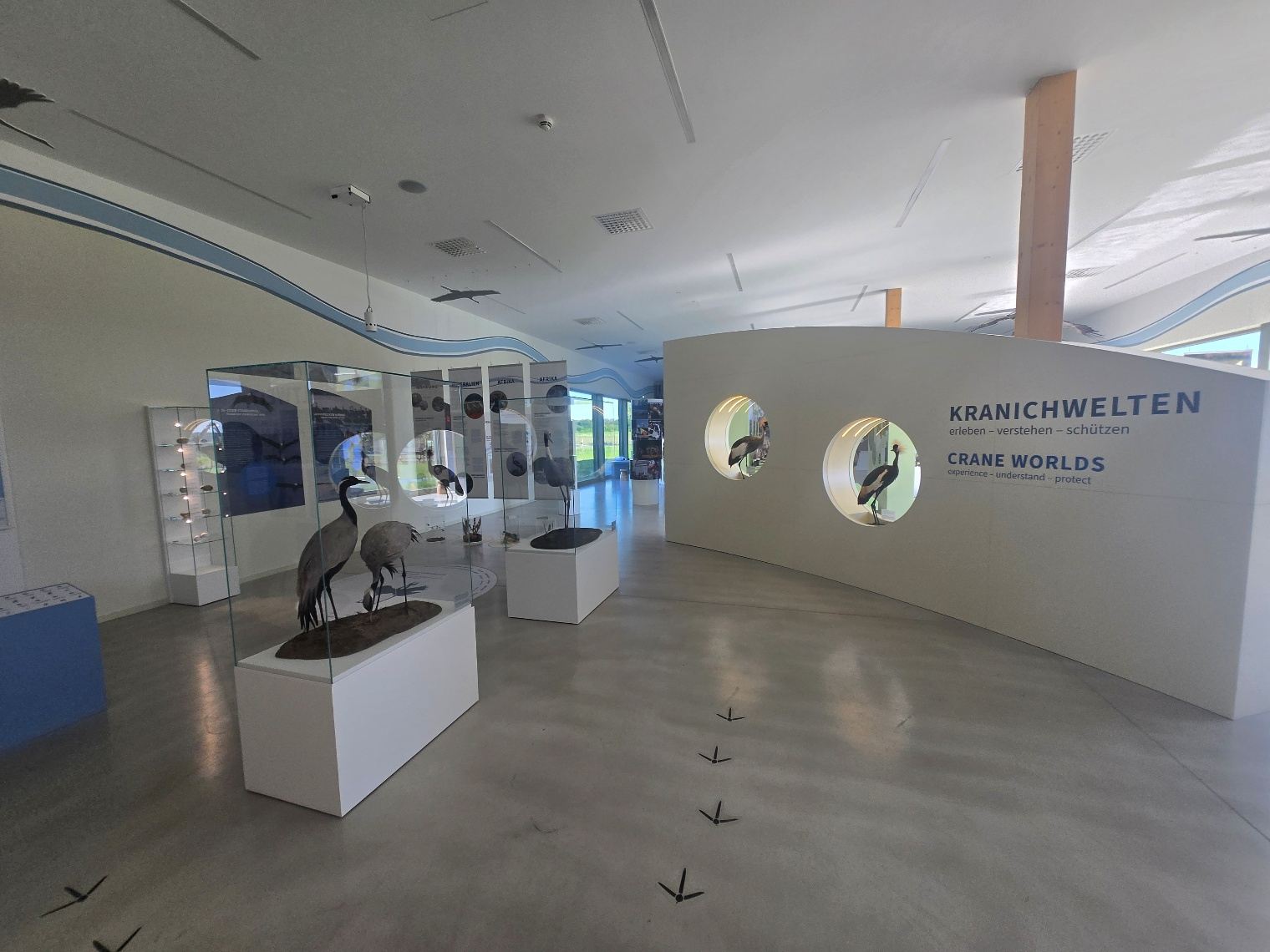 Ausstellungsraum mit Kranichpräparat und runden Medienstationen